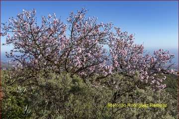 Manto de tonos blancos y rosas en Gran Canaria (Reportaje gráfico de Ildefonso Rodríguez)
